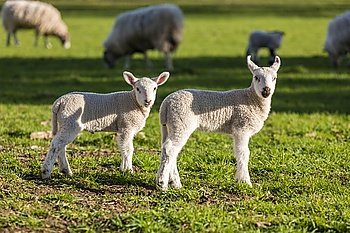 Young baby spring lambs and sheep in a green farm field