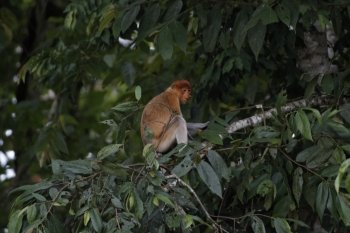 proboscis monkey on tree