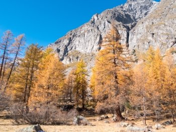 Larch forest in fall - Mont Blanc, Courmayer, Val d’Aosta, Italy, Europe.