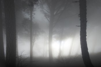 Mystery misty forest with big dark pine trees