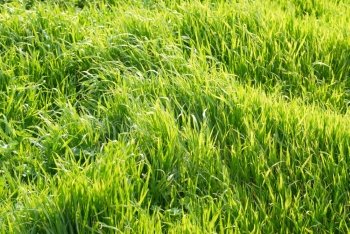 Green grass can be used for background