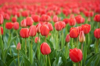 Field of beautiful red tulips in spring time
