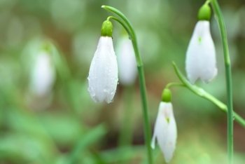Snowdrops- spring white flowers with soft background