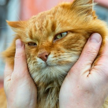 Red cat with green eyes in somebody’s hands