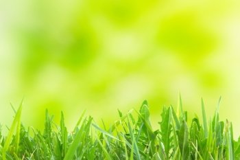 Green grass over soft yellow spring light sunny background