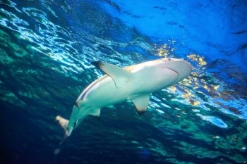 Caribbean reef shark (Carcharhinus perezii) in the blue ocean water