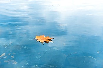 Dry red maple leaf on the blue lake water