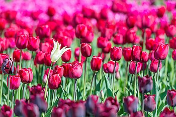 Many dark red tulips on the field. Floral texture, focus on white flower