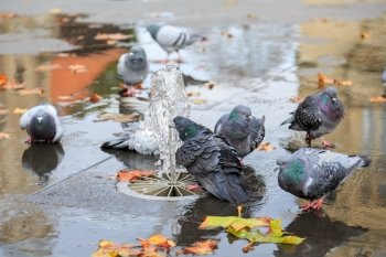 Grey doves near fountain, townhall reflection and autumn leaves
