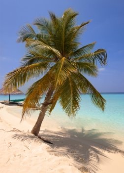 Palm trees on tropical island at ocean. Maldives