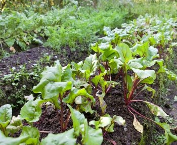 Bed in a garden with beet shoots

