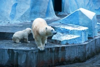 White bears photo at zoo