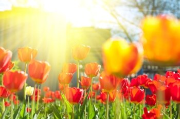 Blurred background of red colored tulips with starburst sun. tulips 
