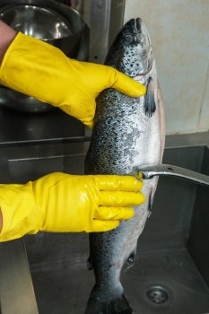 cleaning salmon fish. Hands in gloves washing and cleaning salmon fish at the kitchen sink