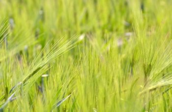 Barley on field in springtime