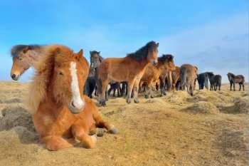 Icelandic free horses grazing on the grass