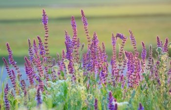 violet summer flowers on field