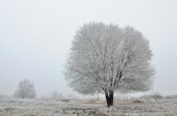 Frozen tree in winter field
