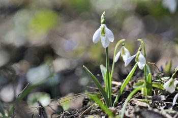 Snowdrops (Galanthus nivalis) in forest in spring time