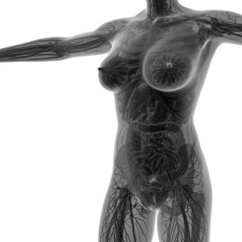 science anatomy of human body in x-ray with all organs