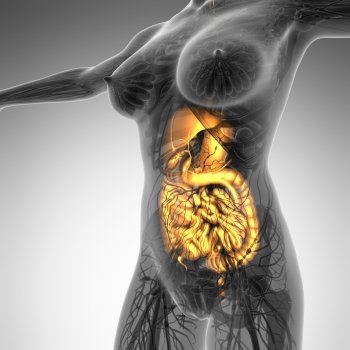 science anatomy of woman body with glow digestive system