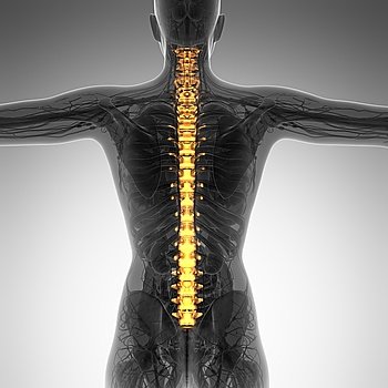 Human backache and back pain with an upper torso body skeleton showing the spine and vertebral column