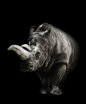 Portrait Of A Rhinoceros On Black Background 