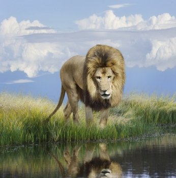  Lion Near The Pond With Reflection 
