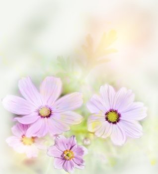 Digital Painting Of Purple Cosmos Flowers,Soft Focus