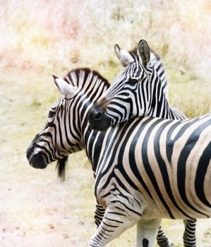 Two  Zebras Close Up In The African Savanna.