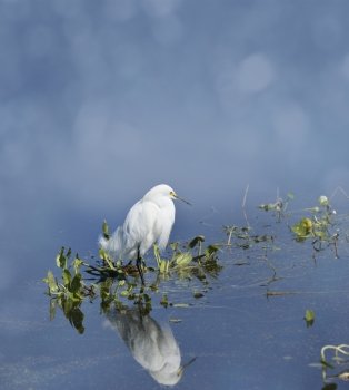 Snowy Egret (Egretta thula) In Florida Wetlands
