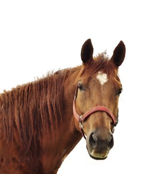 Digital Painting Of Brown Horse Head