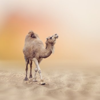 Single-Humped Camel Walking in Desert