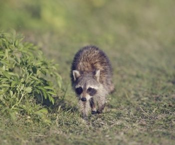 Young Raccoon Walking in Florida Wetlands
