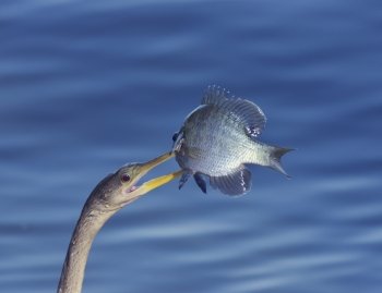 Anhinga (Anhinga anhinga) With a Fish in its Beak 