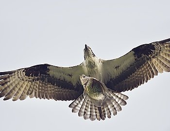Osprey Eagle in Flight with a Fish