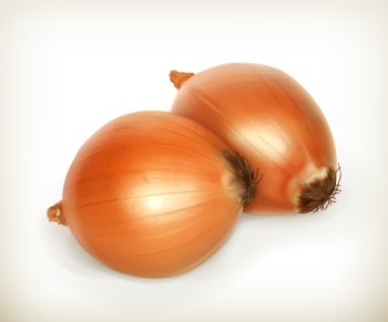 Onion vector