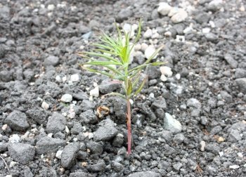 Sprout on asphalt