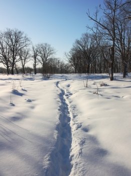 Path through winter woods
