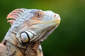 Closeup of the head of an iguana outdoors