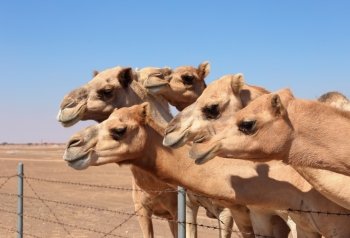 Camels on the farm