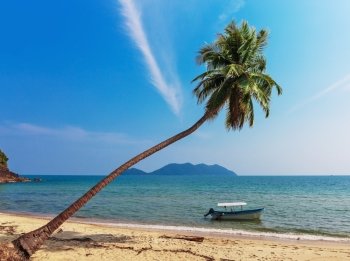 Coconut palm and boat on a tropical sandy beach