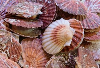 Shells on the beach closeup