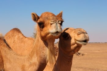 Camels in the desert UAE