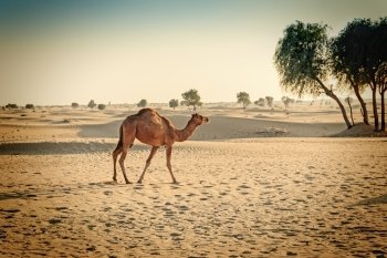Camel in the desert Dubai. Toned