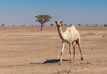Camels in the desert of Dubai
