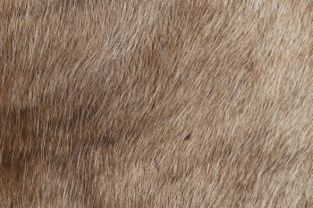 Reindeer fur, close up background