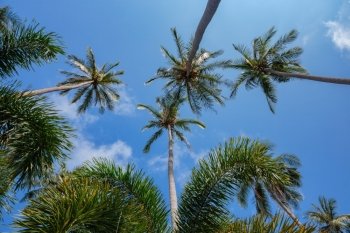 Coconut palms on the background of blue sky, view from below
