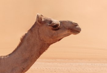 Camel in the desert Dubai