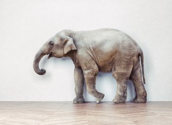 the elephant calm in the room near white wall. Creative concept